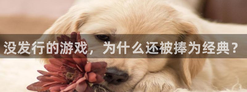 新城平台登录入口官网首页下载