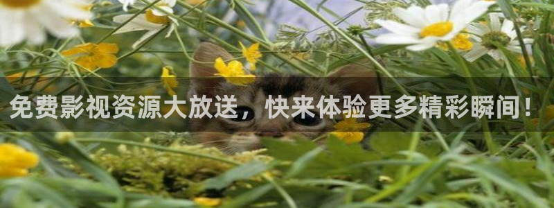 三妹影院：免费影视资源大放送，快来体验更多精彩瞬间！
